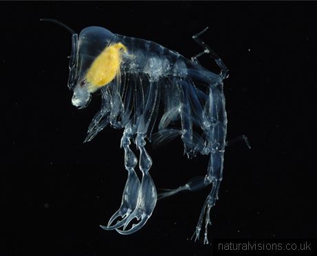 Phronima sedentaria Parasitism in gelatinous zooplankton Diving deep with Parasites