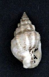 Phrontis (gastropod)