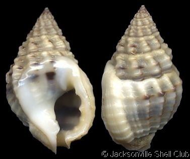 Phrontis vibex wwwgastropodscomShellImagesNONassariusvibe