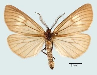 Phryganidia californica Phryganidia californica California oakworm Discover Life
