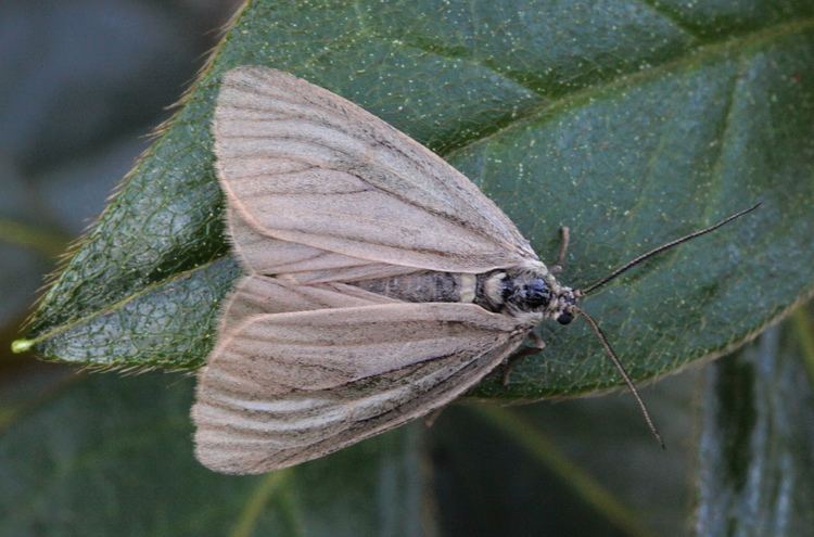 Phryganidia californica Phryganidia californica The California Oak Moth