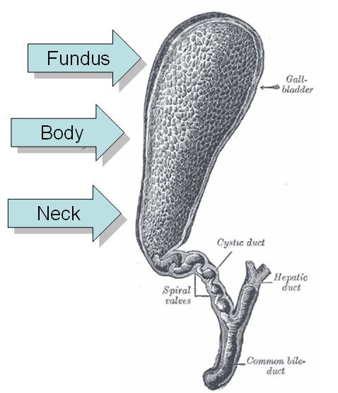 Phrygian cap (anatomy)
