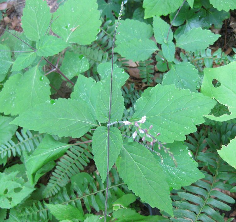 Phryma Plants North Carolina Native Plant Society