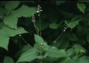 Phryma Online Virtual Flora of Wisconsin Phryma leptostachya