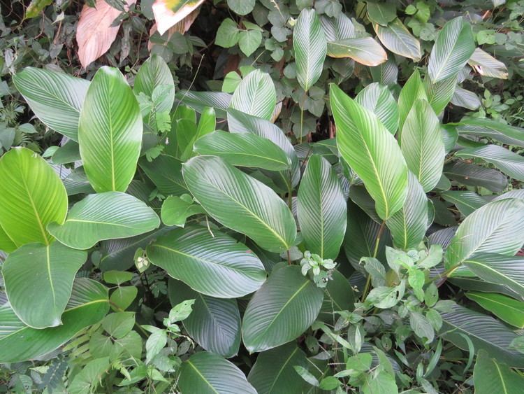 Phrynium Phrynium rheedei Images Useful Tropical Plants