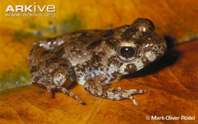 Phrynobatrachus Puddle frog videos photos and facts Phrynobatrachus uzungwensis