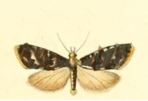 Phtheochroa duponchelana