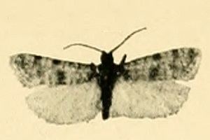 Phtheochroa gracillimana