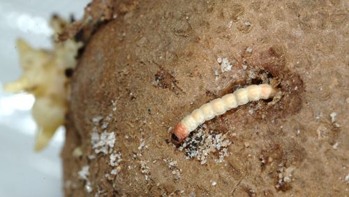 Phthorimaea operculella potato tuberworm