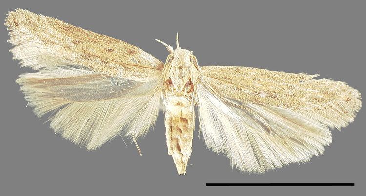 Phthorimaea operculella Microlepidoptera on Solanaceae Fact Sheet ltemgtPhthorimaea