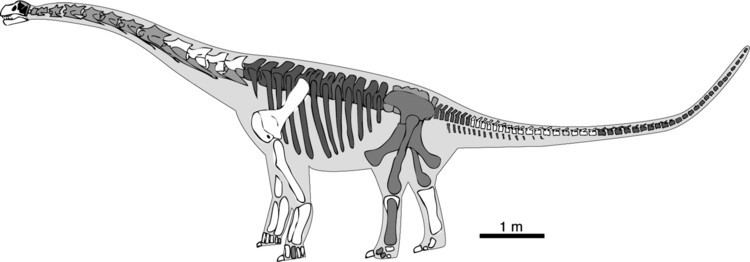 Phuwiangosaurus A new skeleton of Phuwiangosaurus sirindhornae Dinosauria