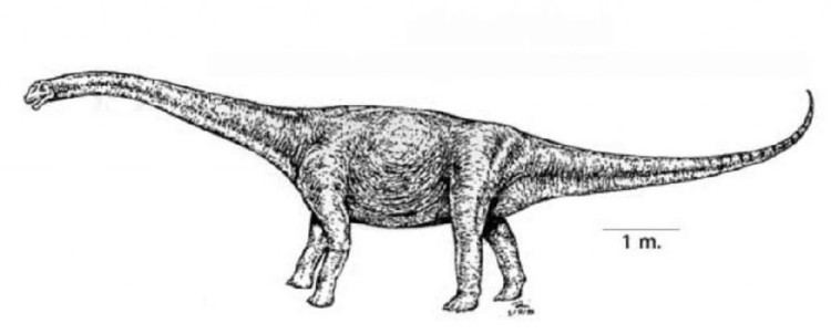 Phuwiangosaurus Phuwiangosaurus Pictures amp Facts The Dinosaur Database