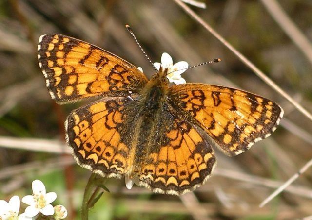 Phyciodes mylitta Phyciodes mylitta Art Shapiro39s Butterfly Site