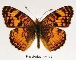 Phyciodes mylitta Phyciodes mylitta Mylitta Crescent Discover Life