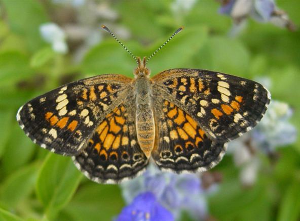 Phyciodes phaon We Butterfly Phaon Crescent