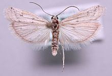 Phycitodes lacteella httpsuploadwikimediaorgwikipediacommonsthu