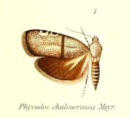 Phycodes chalcocrossa