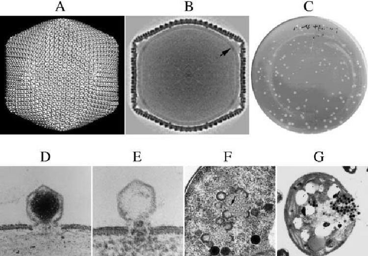 Phycodnaviridae Phycodnaviridae Large DNA algal viruses PDF Download Available