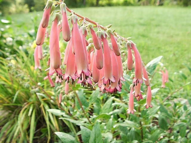 Phygelius capensis Cape Fuchsias How to grow and care for Cape Fuchsia Plants