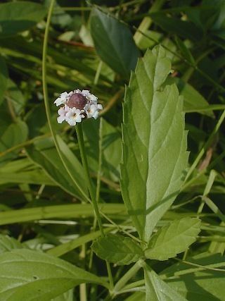 Phyla lanceolata - Alchetron, The Free Social Encyclopedia