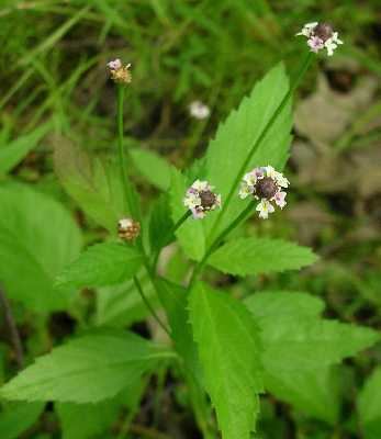 Phyla lanceolata - Alchetron, The Free Social Encyclopedia