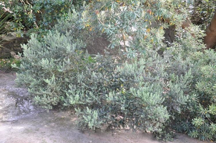 Phylica arborea Phylica arborea Jardin Exotique de Roscoff