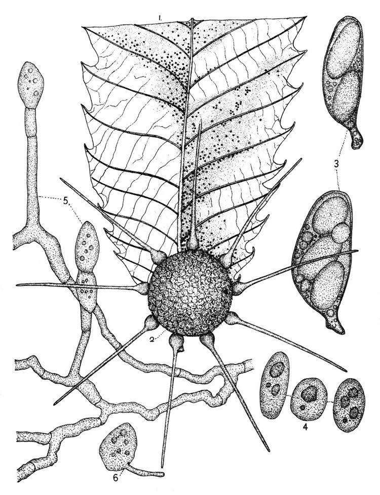 Phyllactinia Phyllactinia guttata Wikipedia