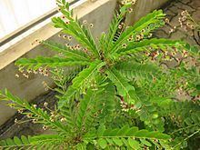 Phyllanthus httpsuploadwikimediaorgwikipediacommonsthu