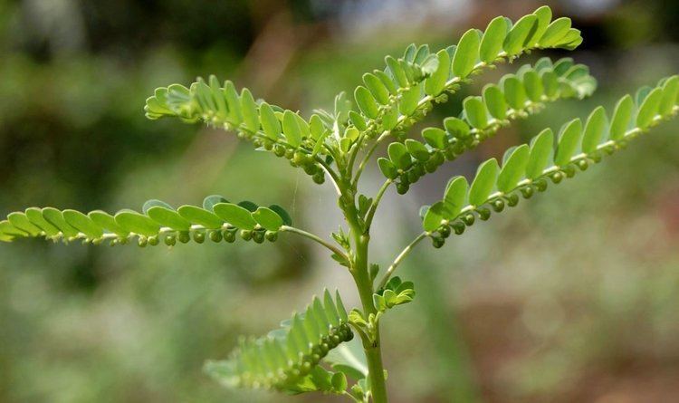 Phyllanthus Phyllanthus Amarus Natural Remedies amp Health