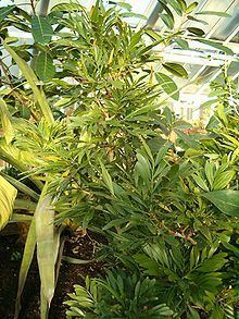 Phyllanthus arbuscula httpsuploadwikimediaorgwikipediacommonsthu