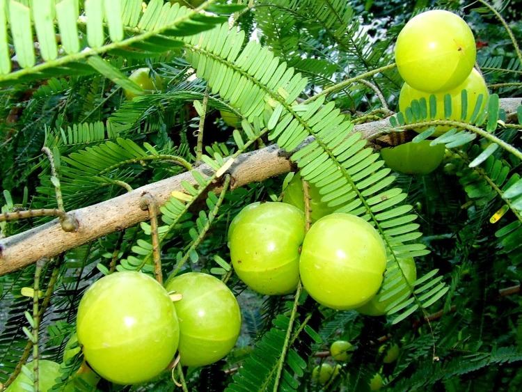 Phyllanthus emblica Benefits Of Amla Phyllanthus Emblica For Health Tips Curing Disease
