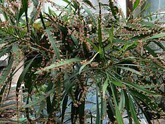 Phyllanthus latifolius httpsuploadwikimediaorgwikipediacommonsthu