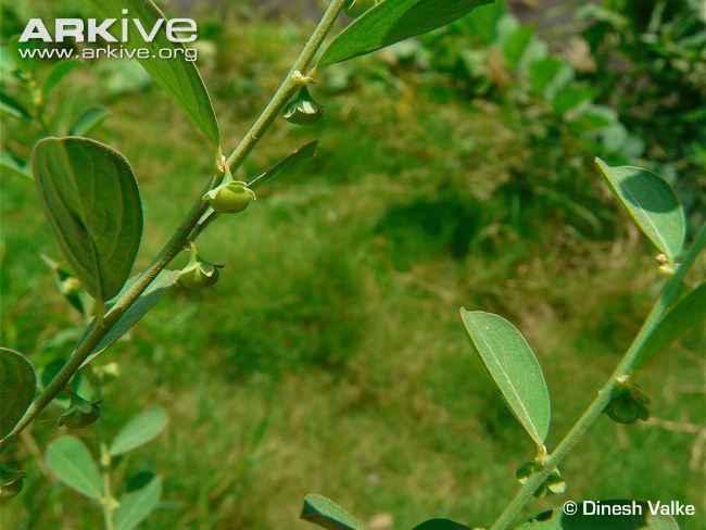 Phyllanthus maderaspatensis Madras leafflower photo Phyllanthus maderaspatensis G124646