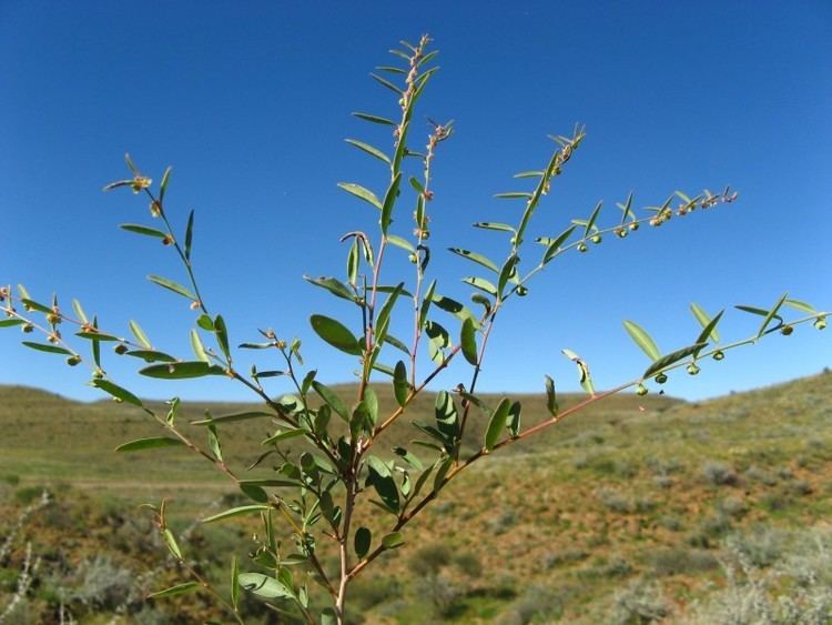 Phyllanthus maderaspatensis Kyffhuser flora Phyllanthus maderaspatensis