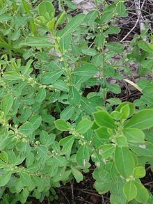 Phyllanthus maderaspatensis httpsuploadwikimediaorgwikipediacommonsthu