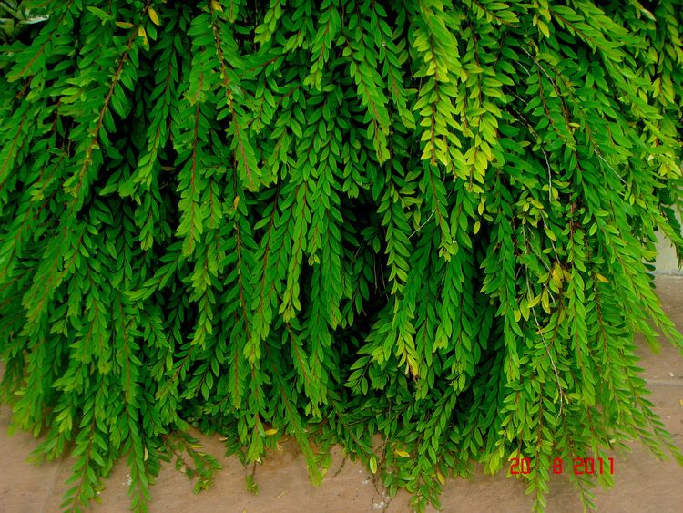 Phyllanthus myrtifolius Phyllanthus myrtifolius iNaturalistorg