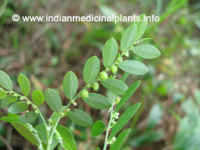 Phyllanthus niruri Phyllanthus niruri bhu amalaki boo amalaki