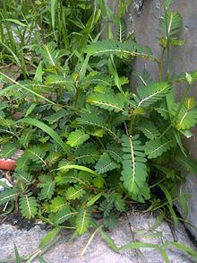 Phyllanthus urinaria httpsuploadwikimediaorgwikipediacommonsthu