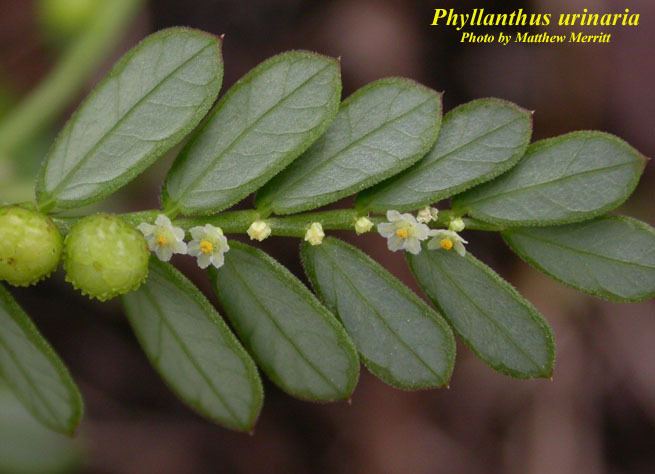 Urinaria phyllanthus URINARIA TEA.