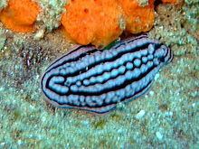 Phyllidiella zeylanica httpsuploadwikimediaorgwikipediacommonsthu