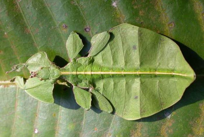 Phylliidae Leaf Insects Phylliidae Redorbit