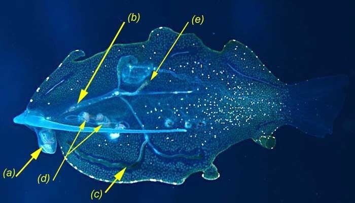 Phylliroe Phylliroe The body of this flattened pelagic mollusc is laterally