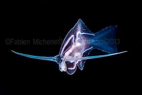 Phylliroe Phylliroe bucephalum Nudibranches Tahiti Sea slugs of French Polynesia