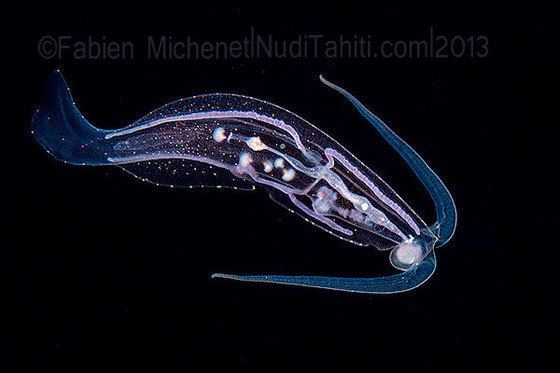 Phylliroe Meet Phylliroe the sea slug that looks and swims like a fish Deep