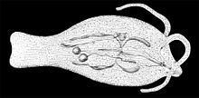 Phylliroe bucephalum httpsuploadwikimediaorgwikipediacommonsthu