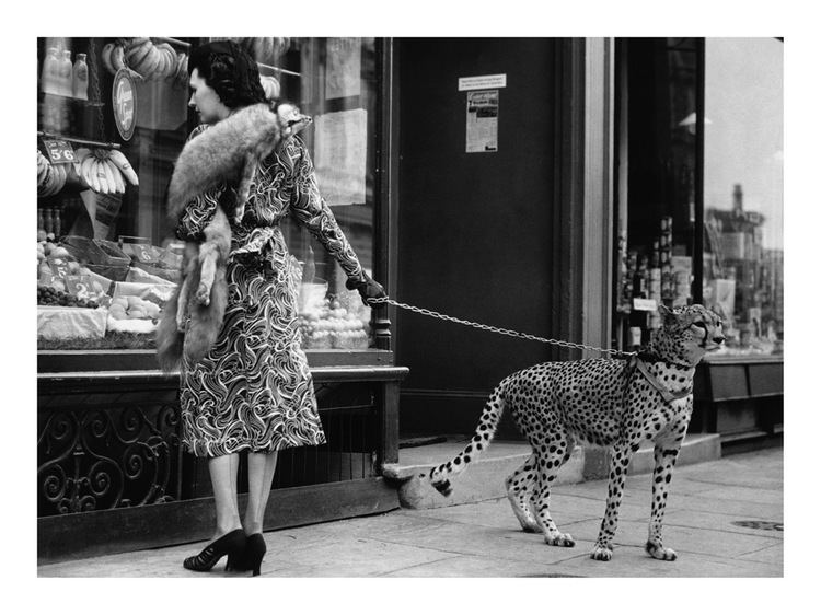Phyllis Gordon Phyllis Gordon with her pet cheetah in London Photography