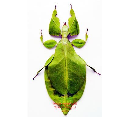 Phyllium bioculatum Insect Designs Other Bugs Leaf Insects Phyllium bioculatum