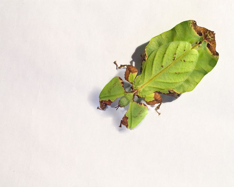 Phyllium bioculatum Malaysian Leaf Insect Phyllium bioculatum Brad Wilson Flickr