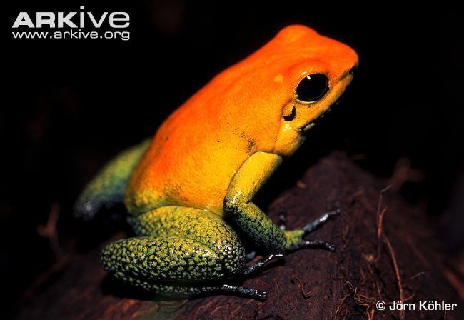 Phyllobates Golden poison frog videos photos and facts Phyllobates terribilis