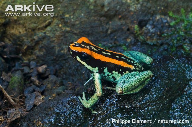 Phyllobates Golden poison frog videos photos and facts Phyllobates terribilis